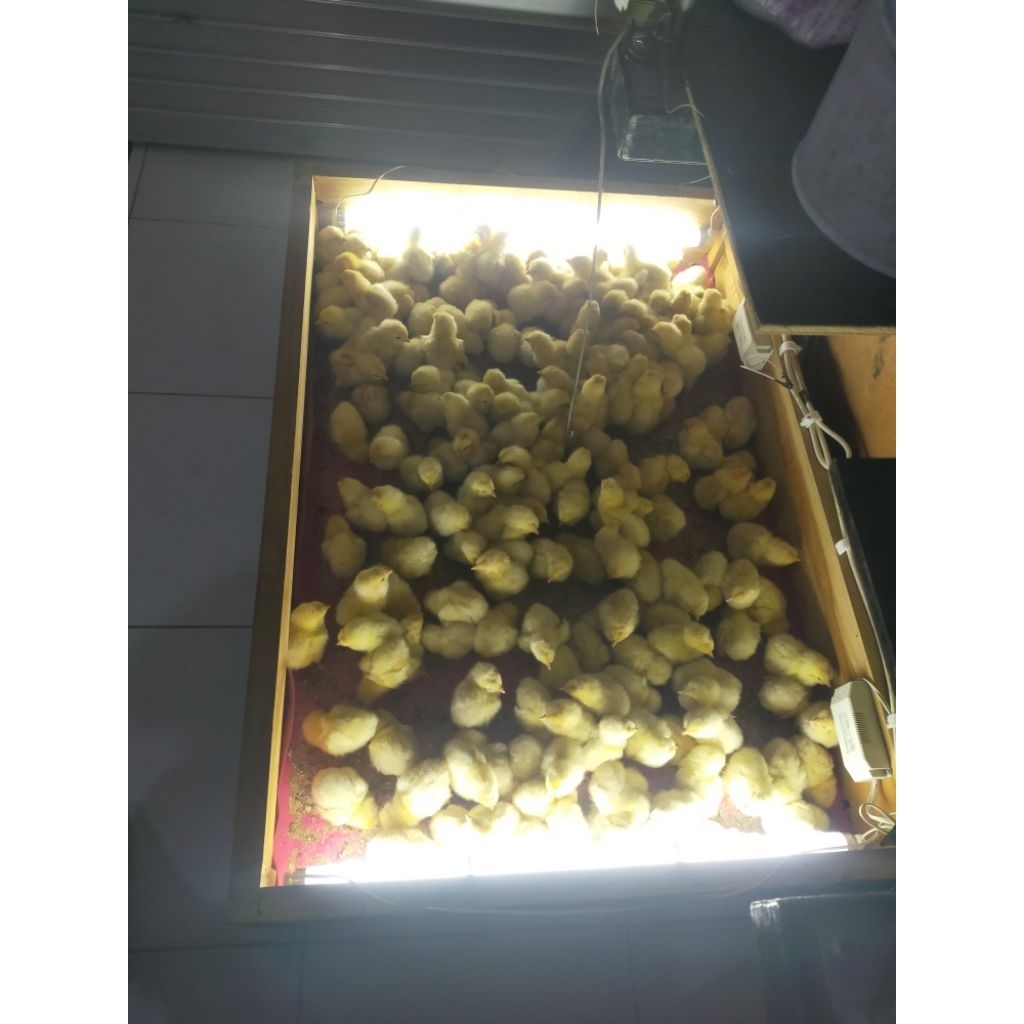 DOC/bibit ayam pejantan