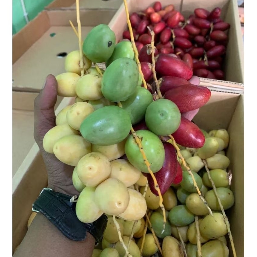 

KURMA MUDA PROMIL BARKHE FRESH MANIS 100% ORIGINAL LANGSUNG DARI KEBUN. (Grosir/Ecer)