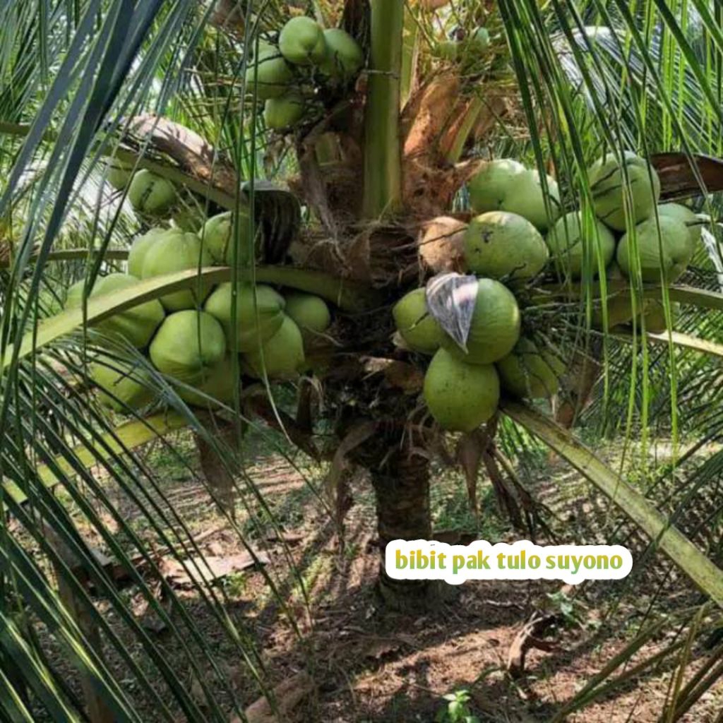 Bibit Kelapa Wulung Asli // bibit kelapa ijo Wulung // bibit kelapa