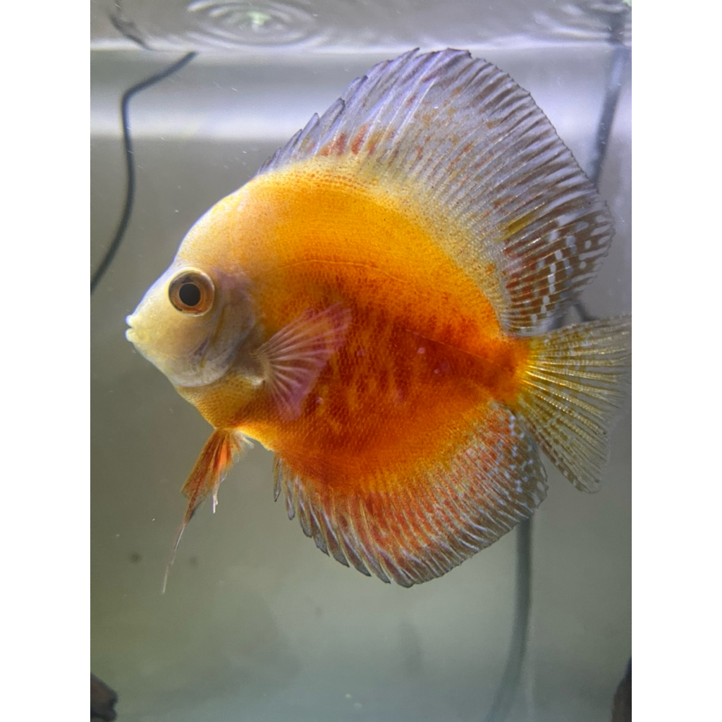 Discus Stardust 3,5” Best Quality