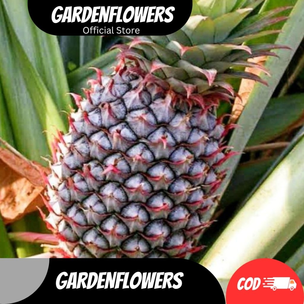 

BUAH NANAS MUDA HERBAL PELANCAR