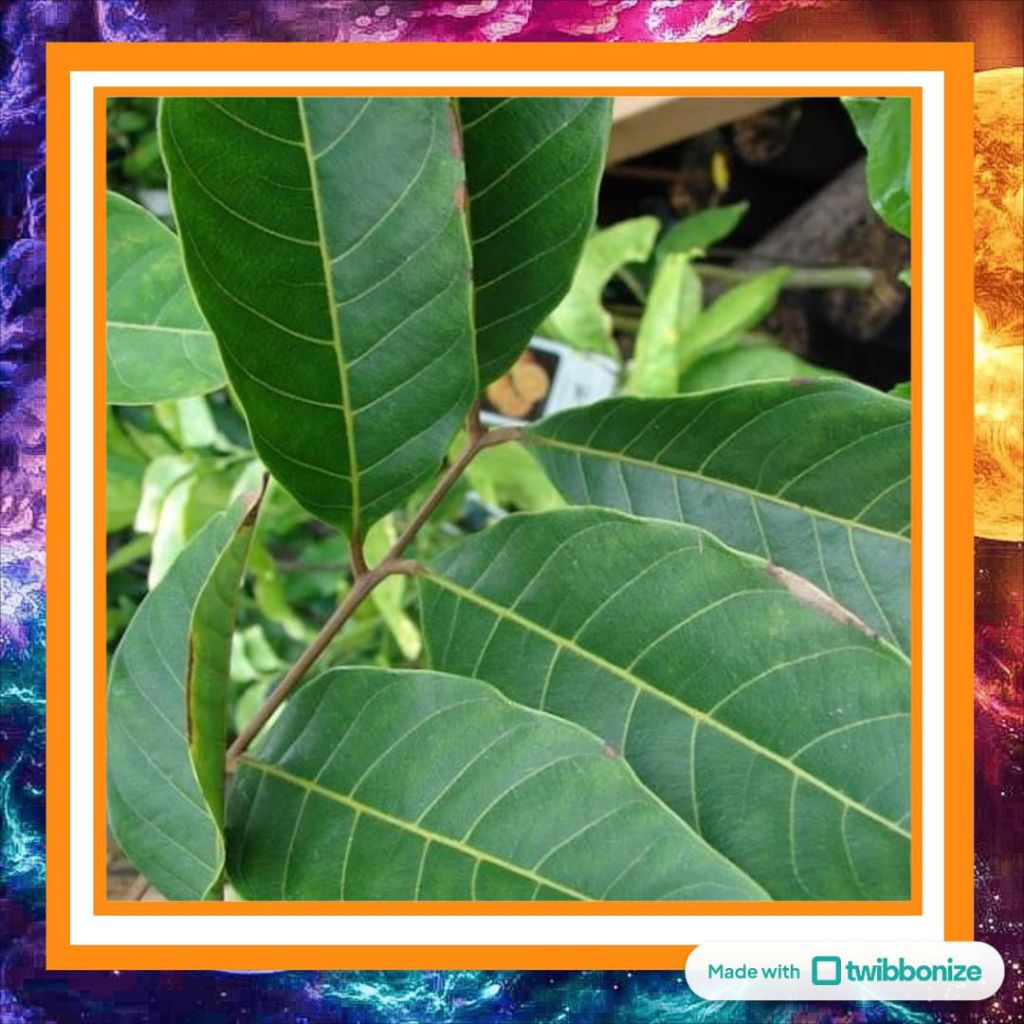 

Daun Rambutan Kering / Segar – Herbal Alami – Siap Pakai untuk Pakan & Obat