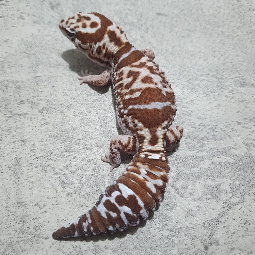 LEOPARD GECKO AFT White Out Ph Oreo - F