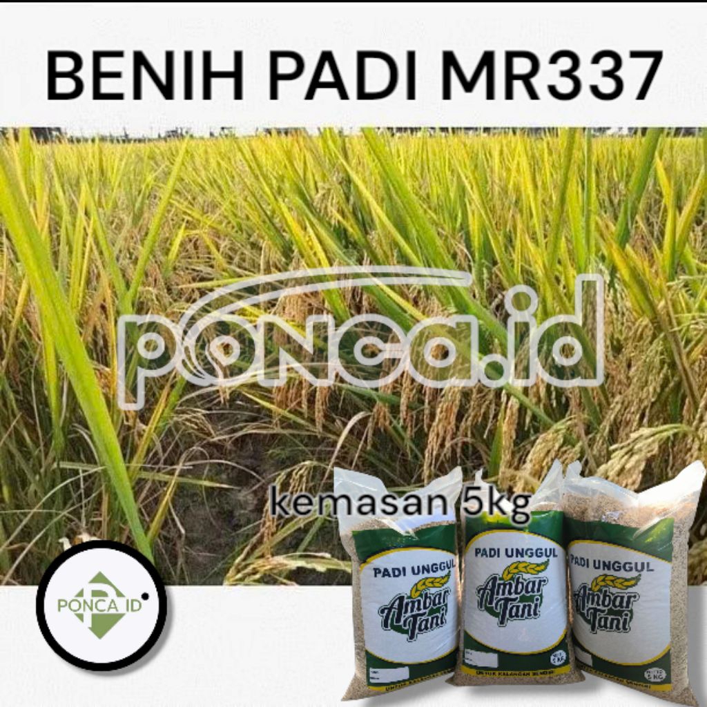 benih padi mr 337 bibit padi unggul 5kg