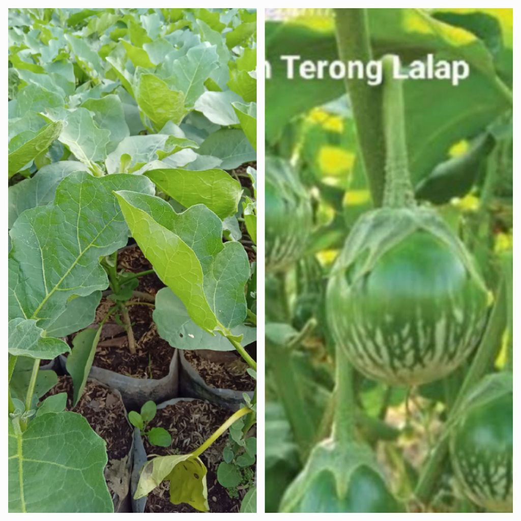 Bibit tanaman terong bulat ijo terong lalap