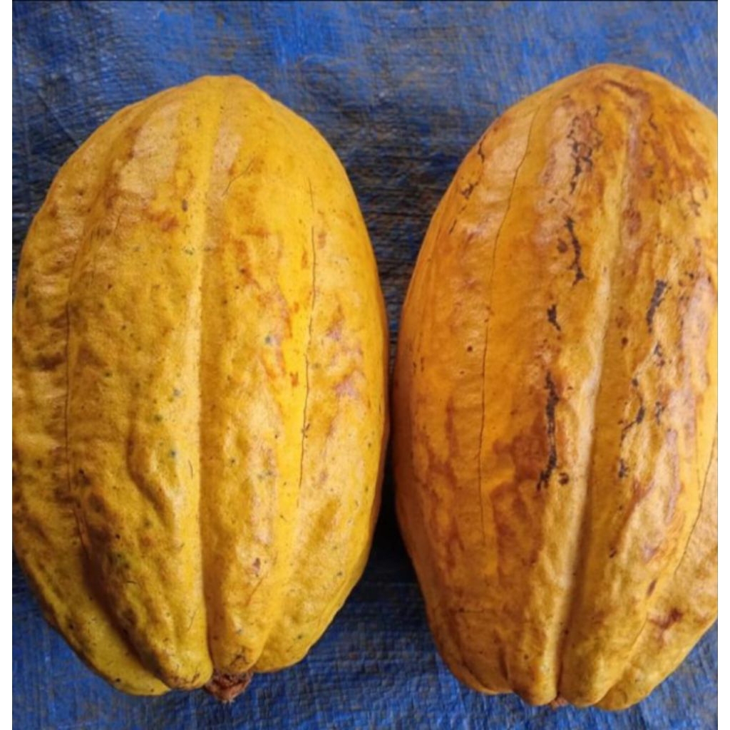 

Ready stok buah kakao tua/1 buah