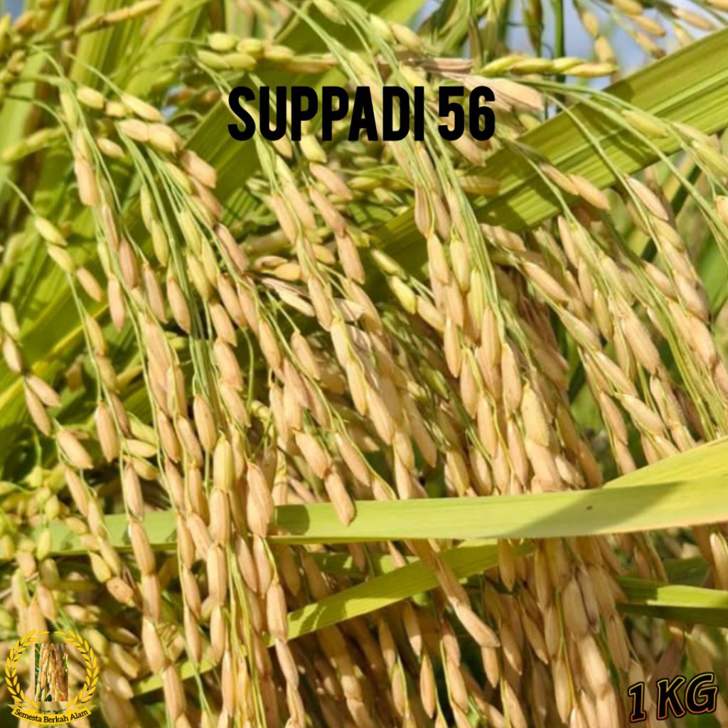 Bibit Benih Padi Suppadi 56 Berkualitas Super Unggul 1Kg