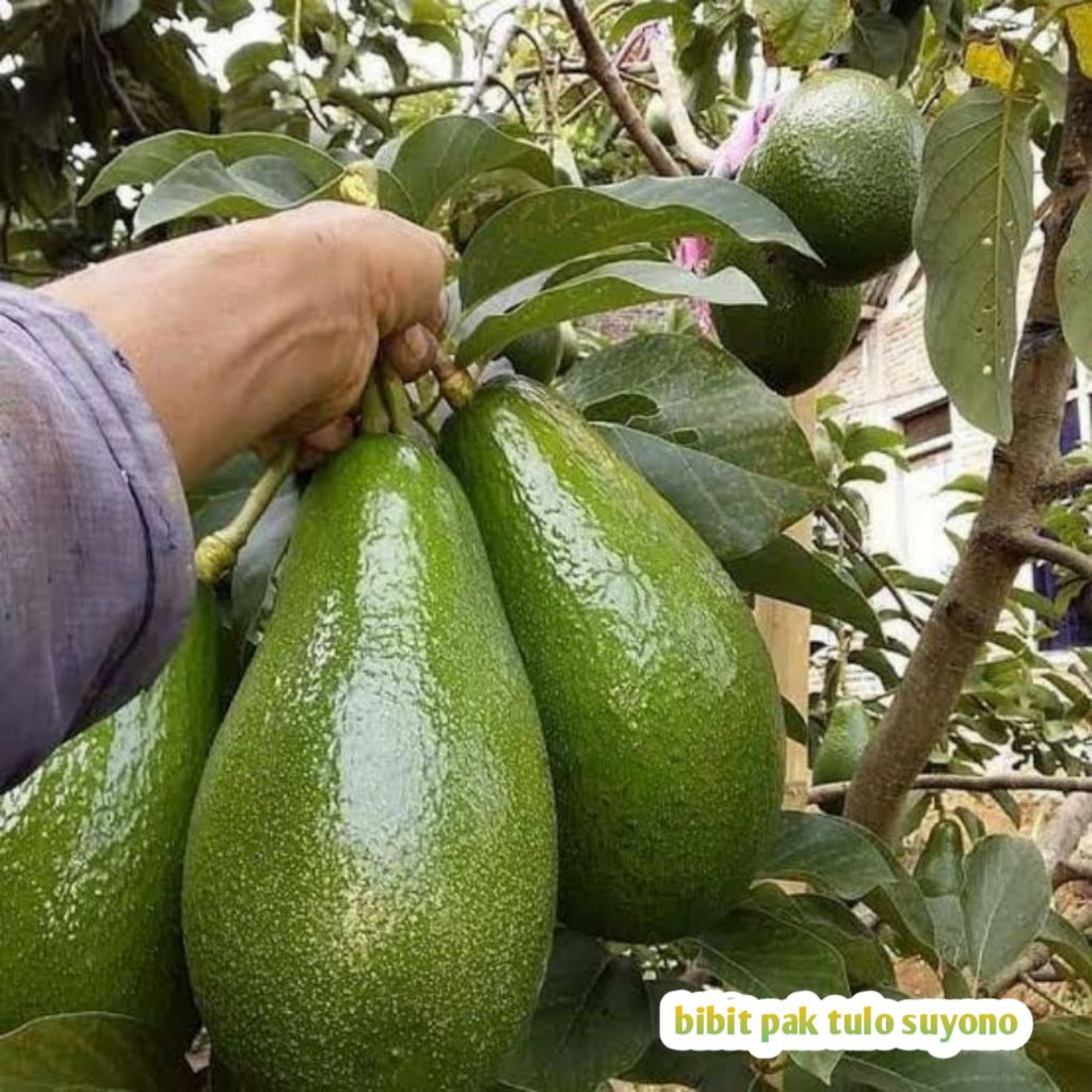 Bibit Alpukat mentega super jumbo /Alpukat Mentega Okulasi