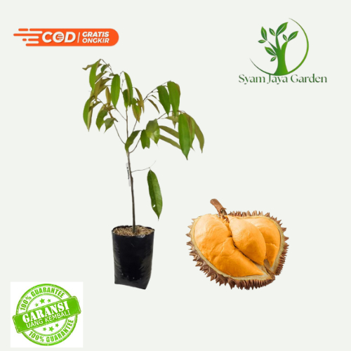 Bibit buah durian montong bisa COD