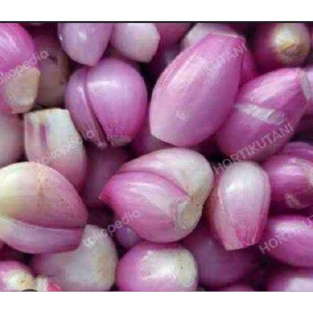 

Bawang merah kupas segar/ bawang merah besar2 100 gr-250gr/ Diansayurpandugo