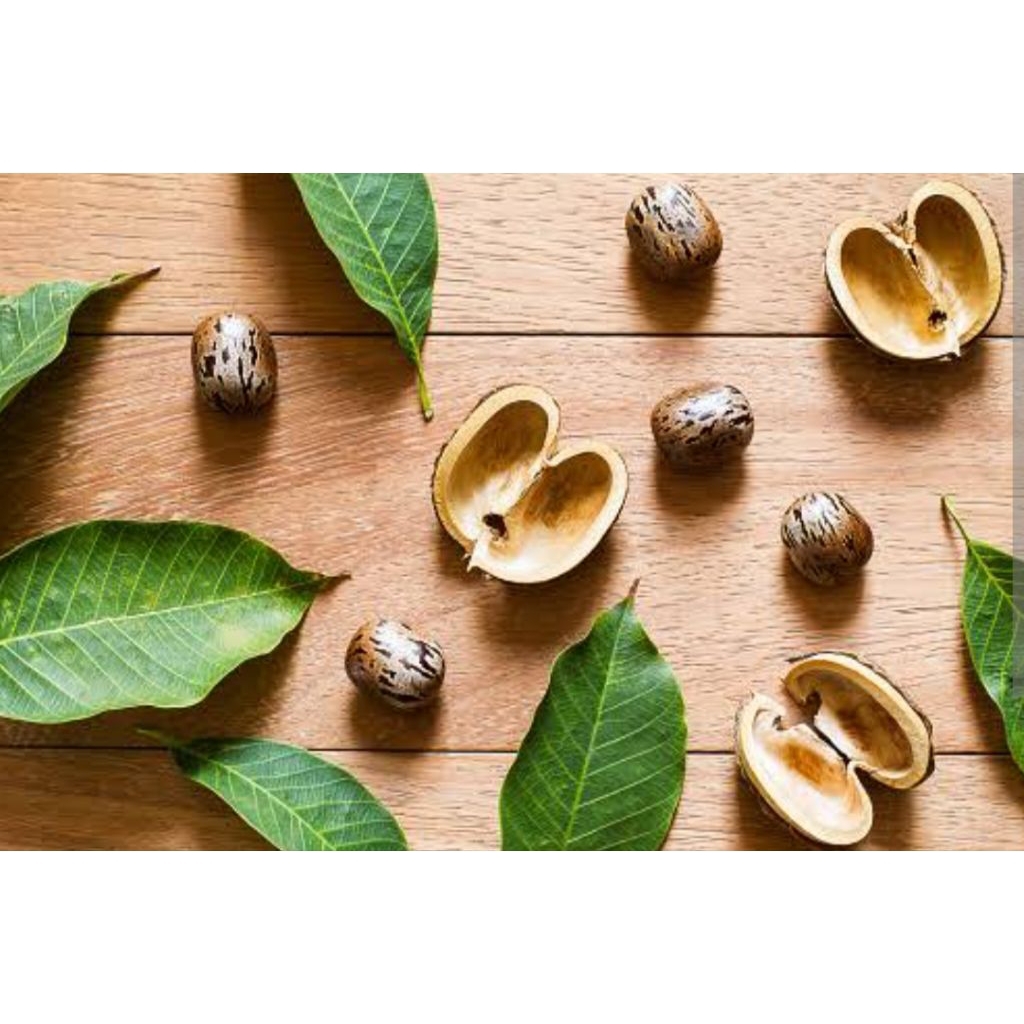 

Bibit karet kualitas unggul bermacam jenis anak dan biji karet pilihan