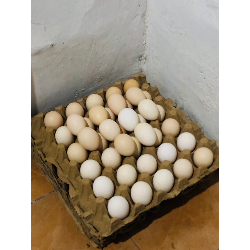 

Telur ayam kampung Elba konsumsi/Jamu fresh dari kandang