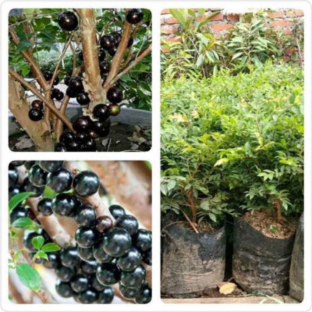 

bibitkupalandakberbuahlebat