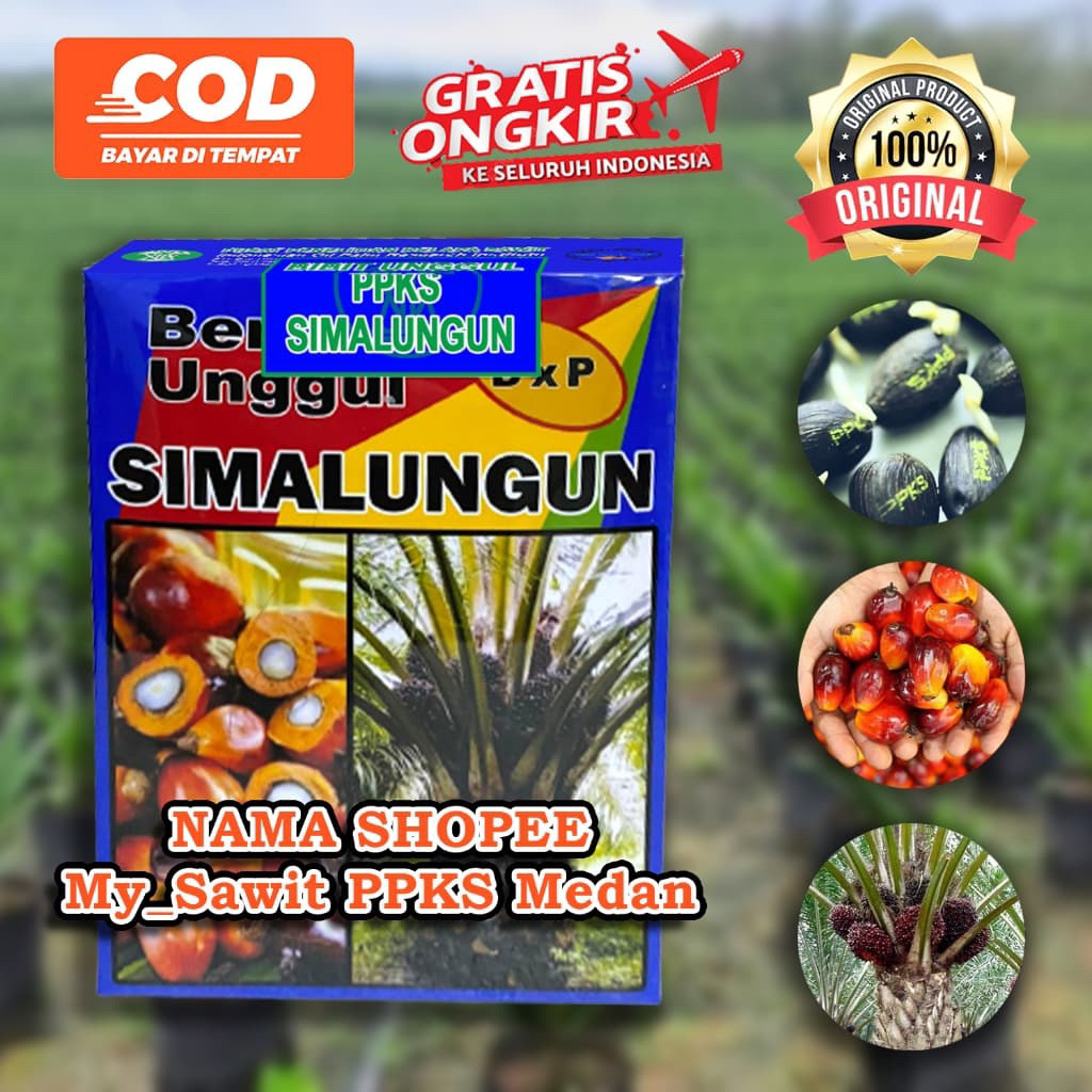 Bibit kecambah sawit DXP SIMALUNGUN kwalitas unggul