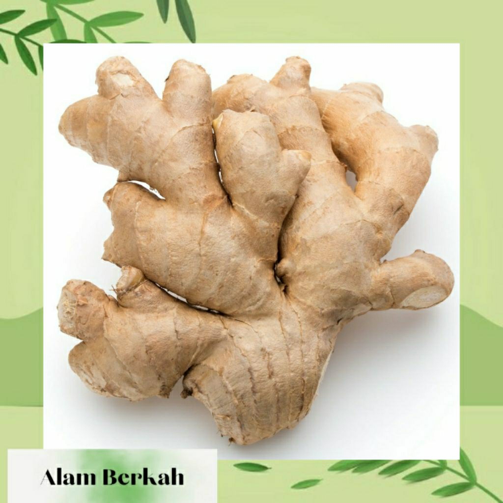 

Jahe Gajah 1kg (sedang)