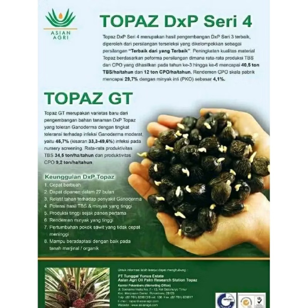 Bibit kecambah sawit DXP TOPAS GT Seri 4