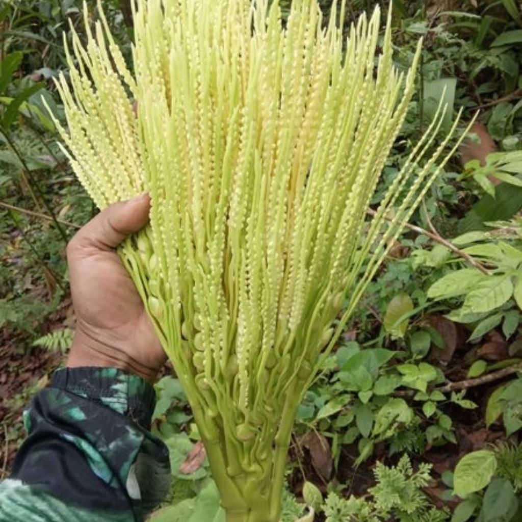 

Bunga pinag muda segar herbal alam pucuk pinang