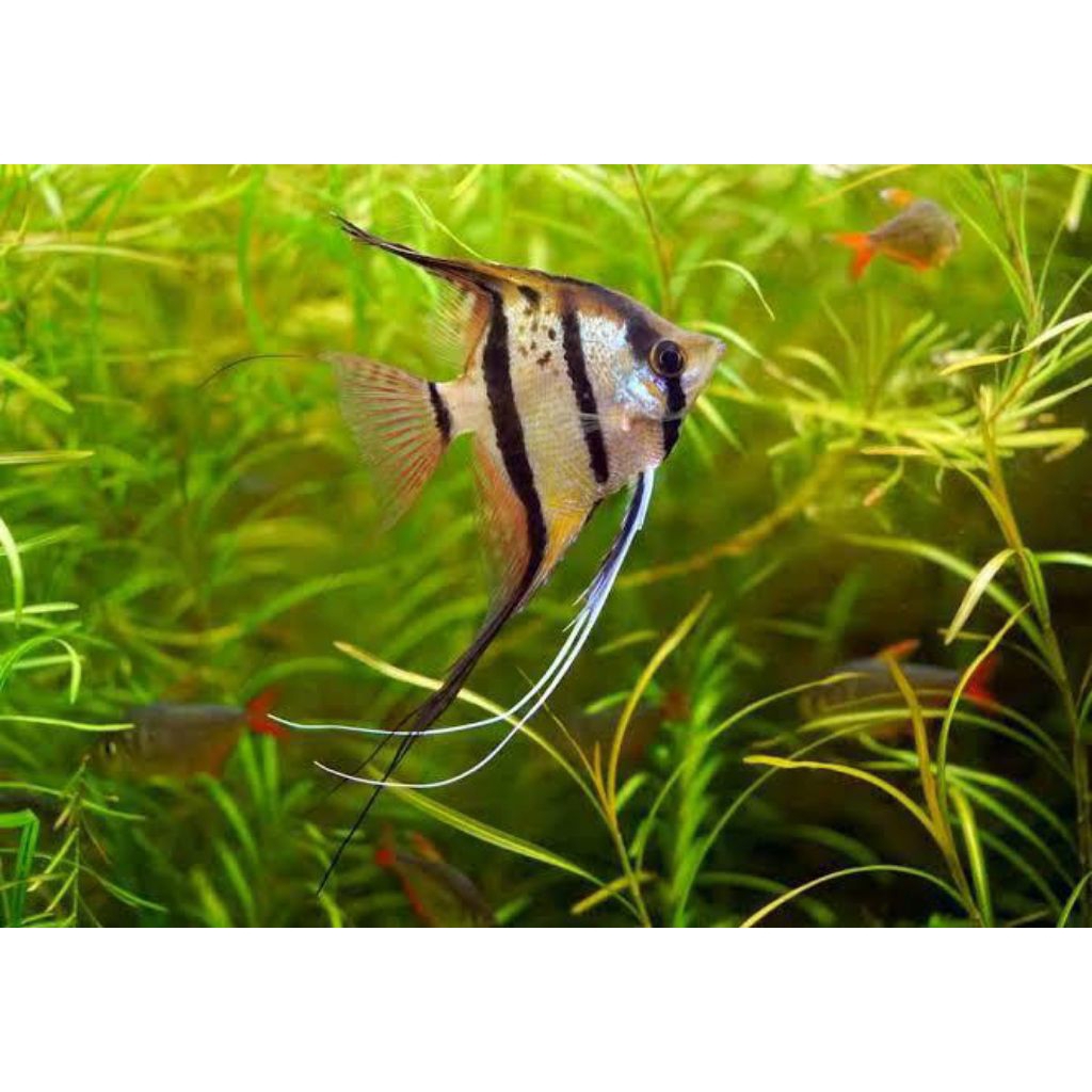 MANFISH ALTUM UKURAN M