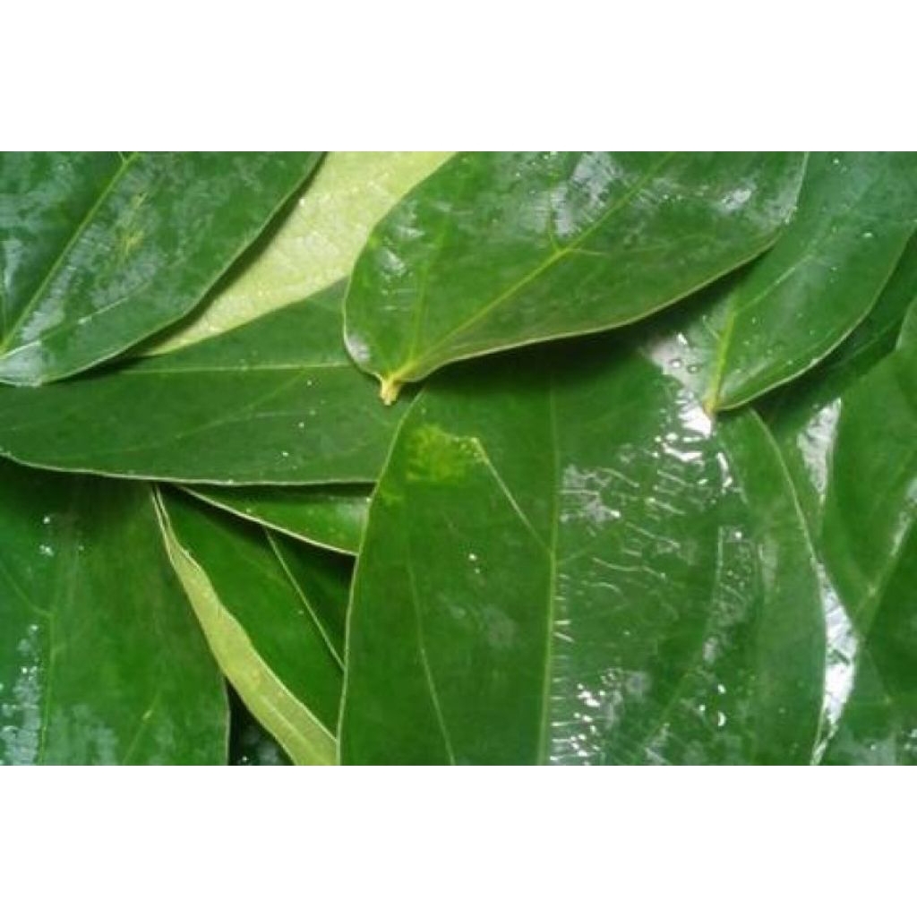 

Daun cincau hijau segar 100gram