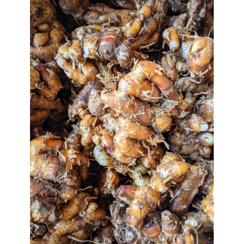 

kencur murah 1kg