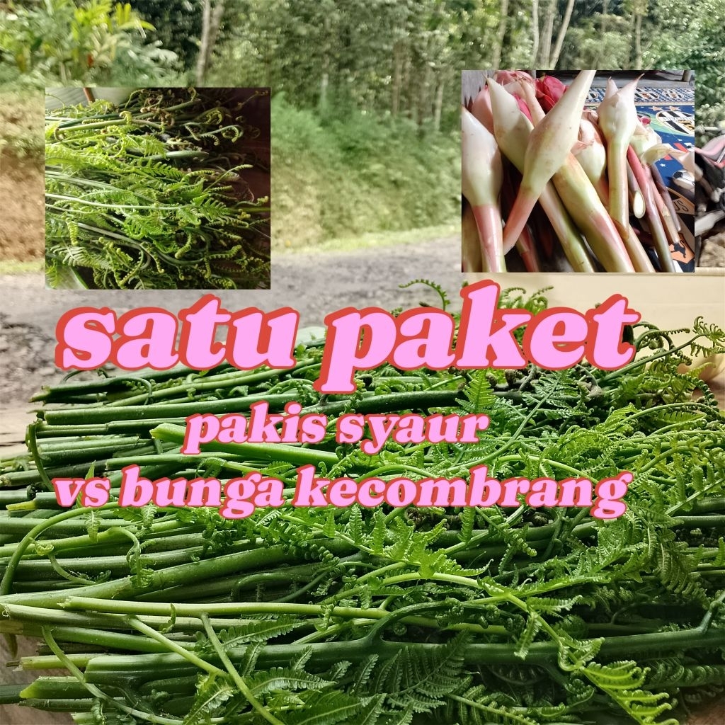 

promo satu paket pakis sayur segar bunga kecombrang