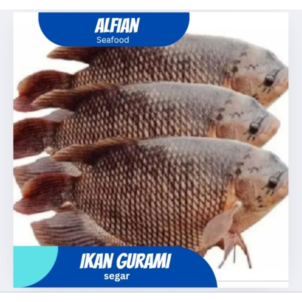 

Gurame Segar / Ikan Gurami 1000g (BUKAN FROZEN)