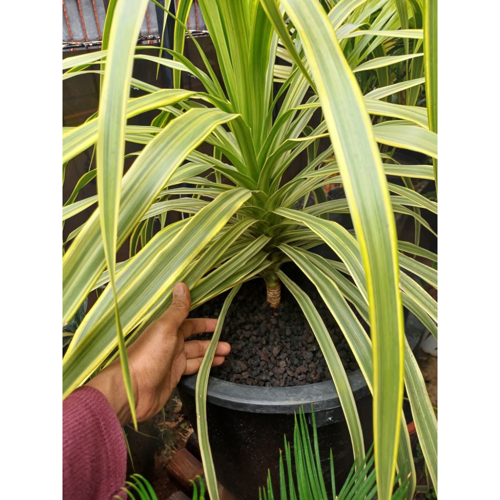 Pandan Bali Variegata (Cordyline Australis Variegated )