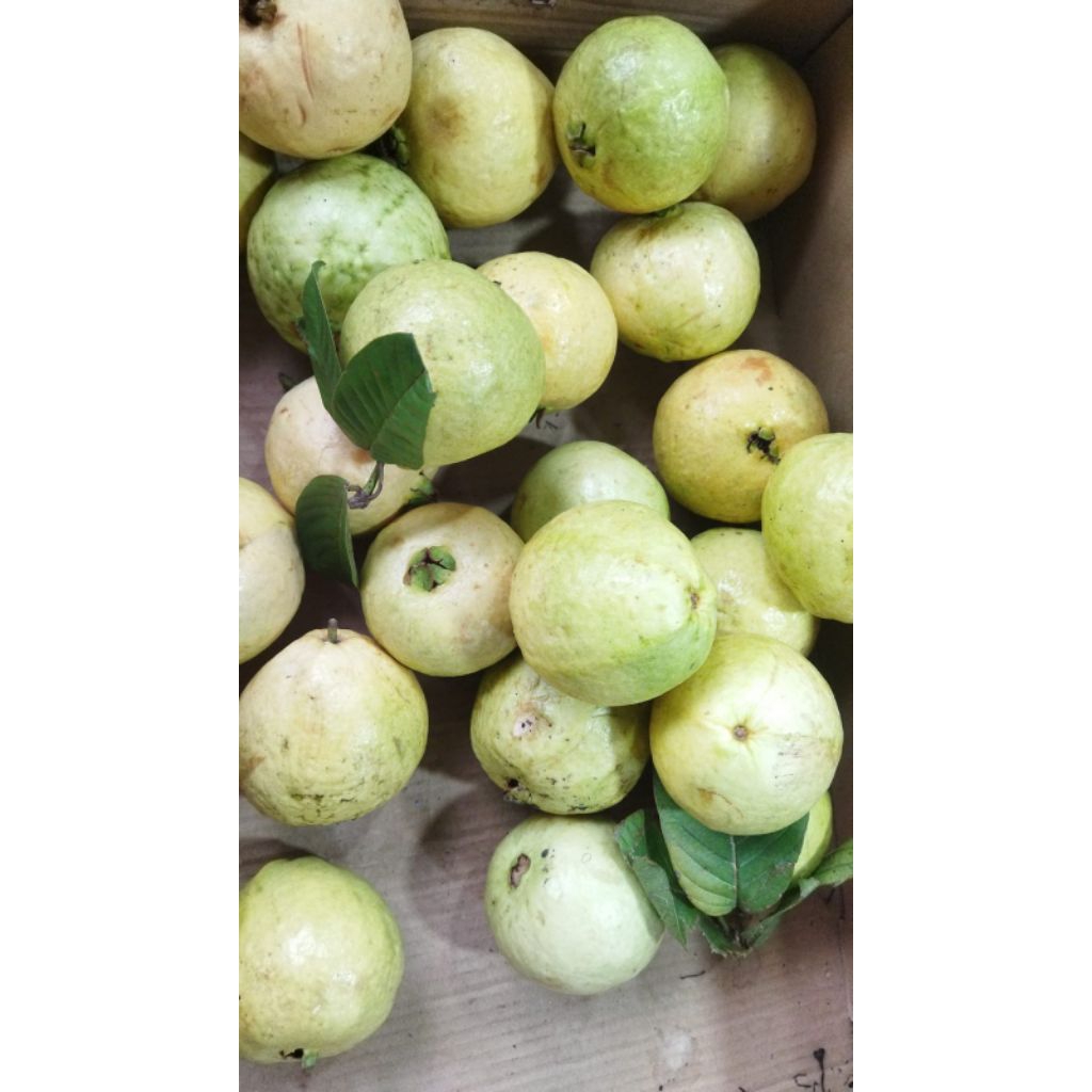 

Jambu biji merah harga per kg buah fresh termurah