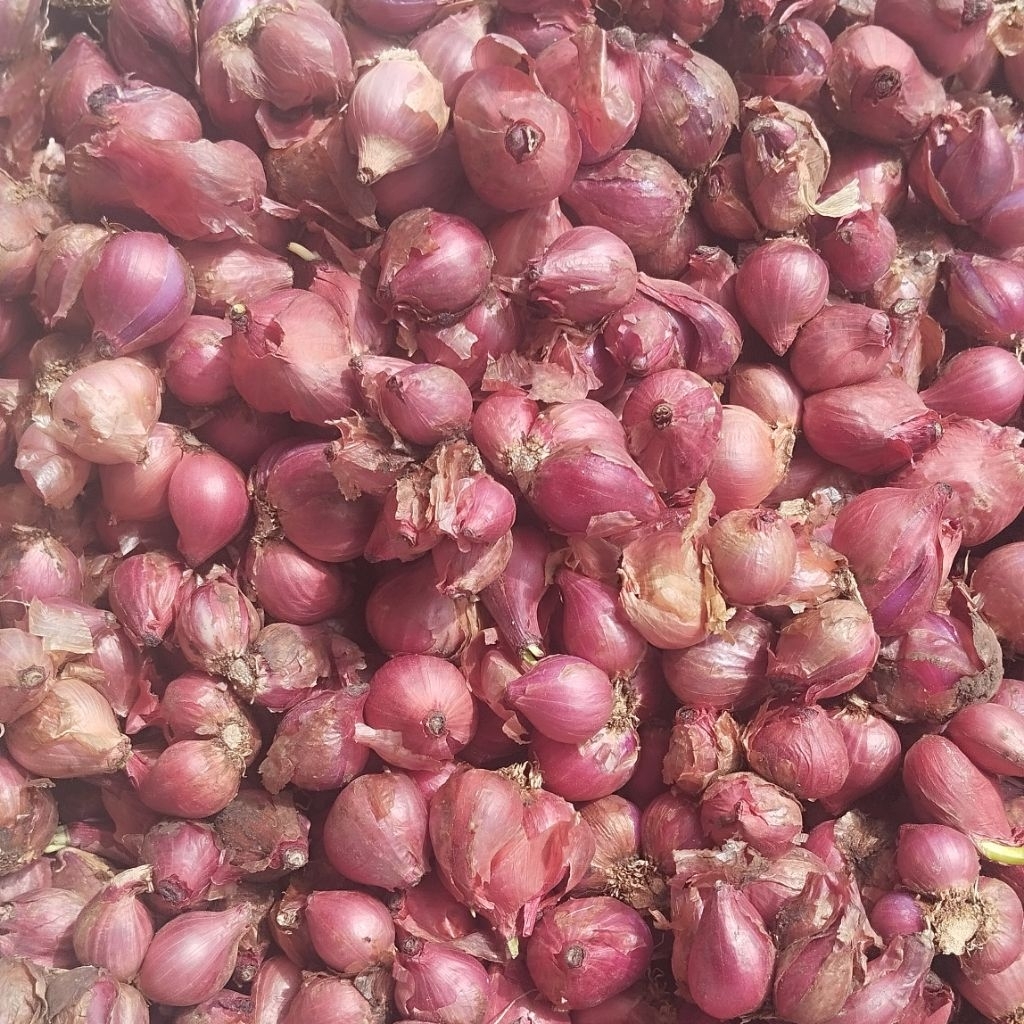 

Bawang Merah Segar Alahan Panjang Grade A || Kualitas Premium