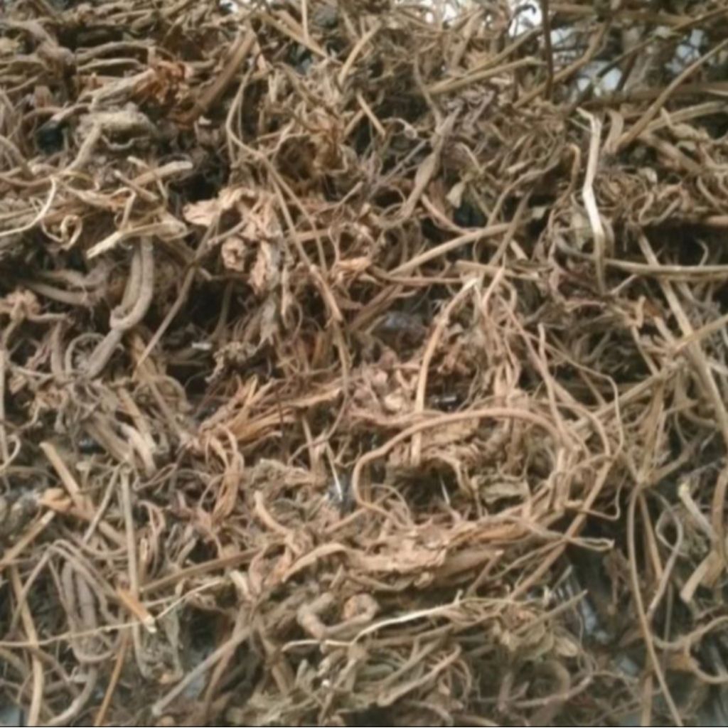 

Akar Purwoceng Kering Asli Purwaceng Murni