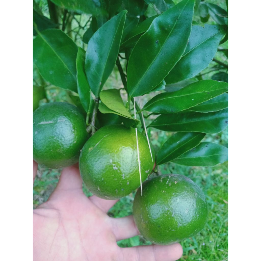 

jeruk peras segar jeruk jember fresh