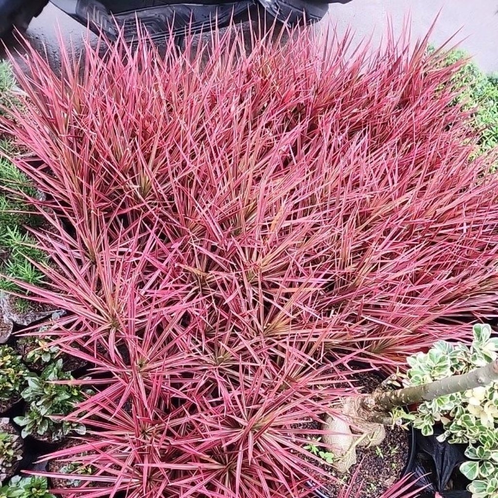 pohon hias tricolor cocok untuk taman rumah anda