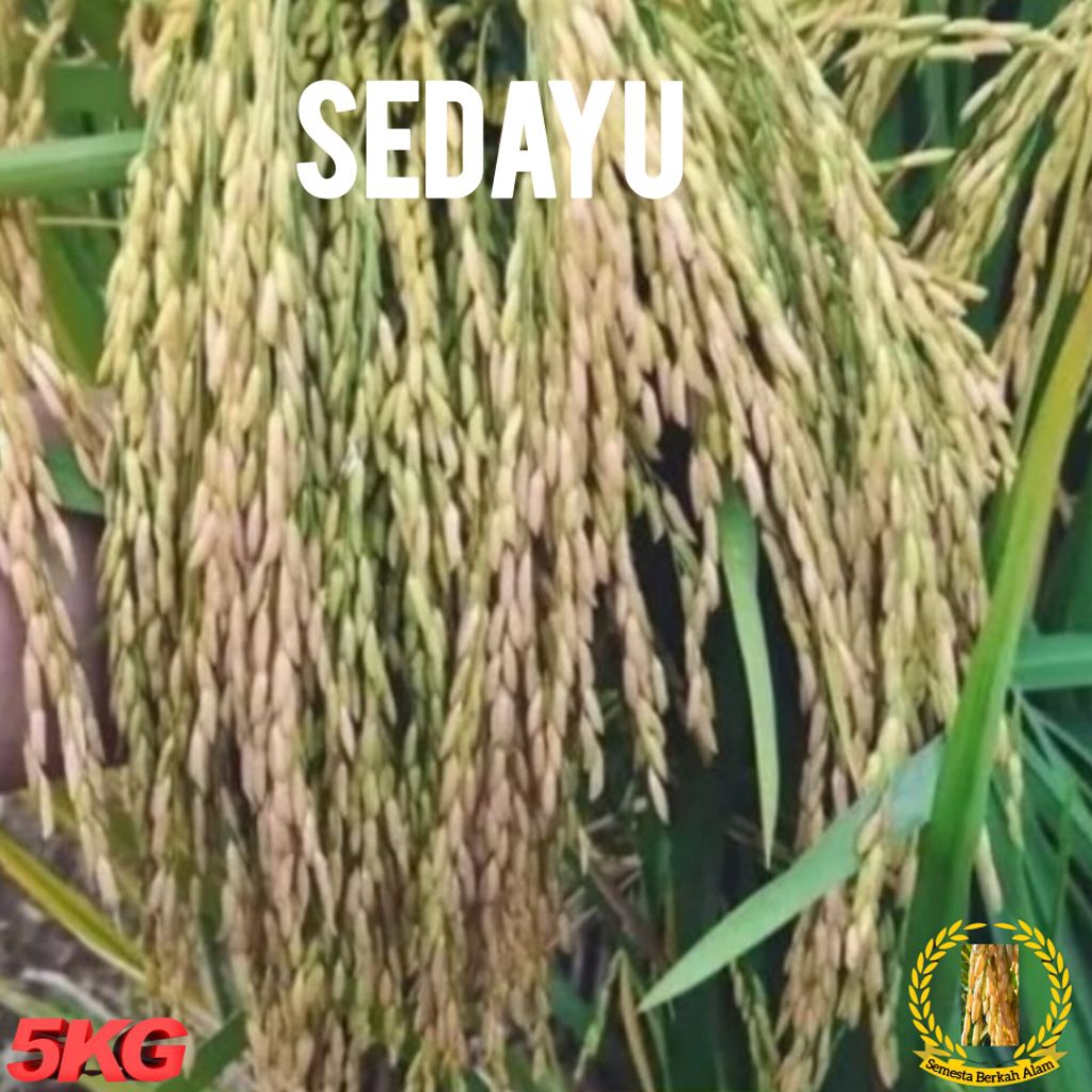 Bibit Padi Unggul Sedayu Kemasan (5Kg) Berkualitas Super Unggul