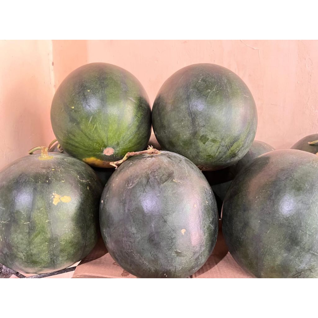 

SEMANGKA TB PER GLUNDUNG