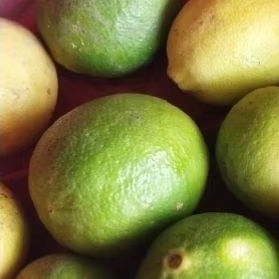 buah jeruk nipis perbiji