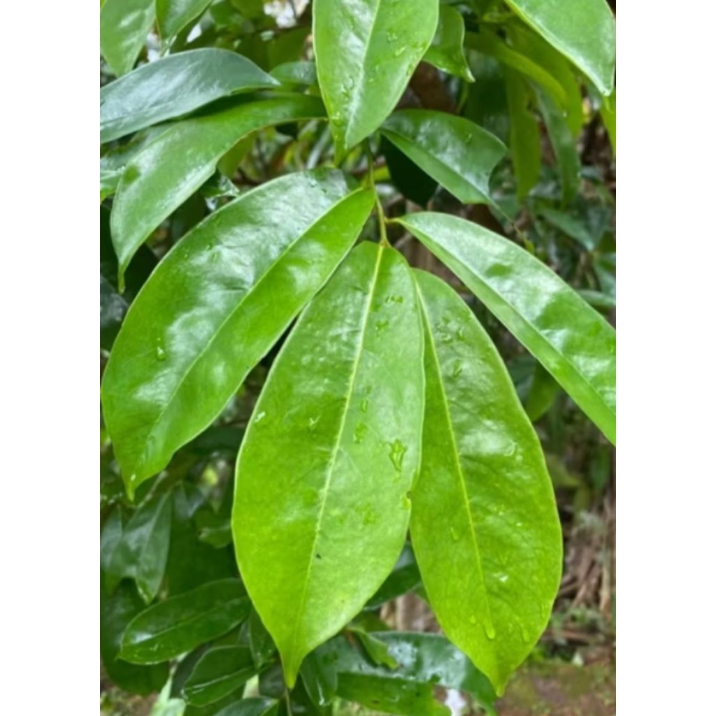 

terbaik daun sirsak herbal alami 50 lembar gratis 10