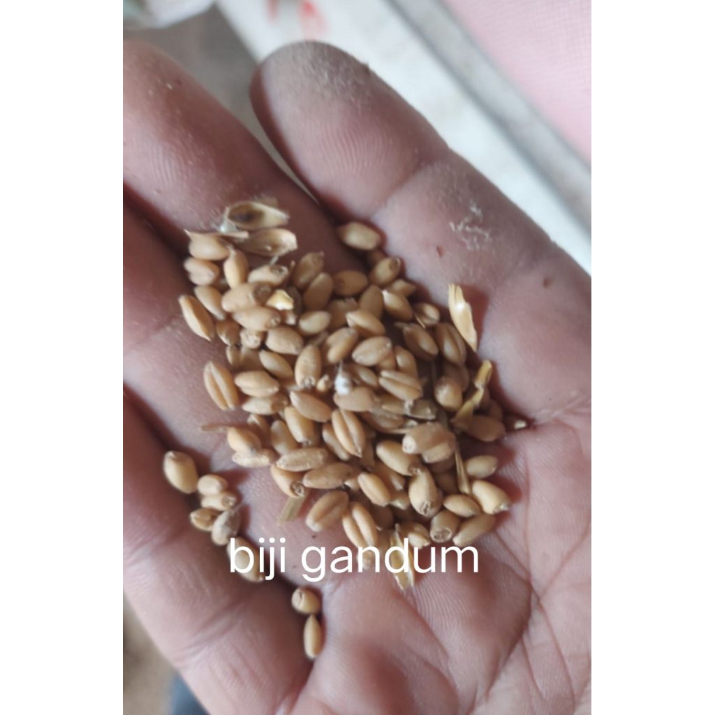 biji gandum cuci gudang pakan ternak