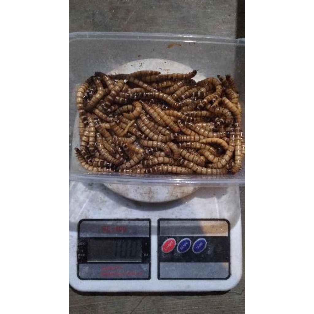 ulat jerman fresh / ulat jerman hidup