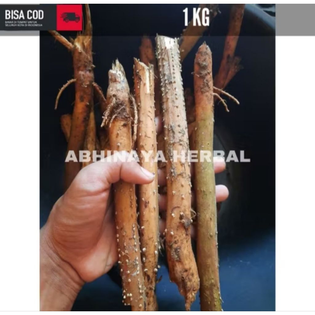 

Akar pinang segar - akar jambe muda basah 1kg