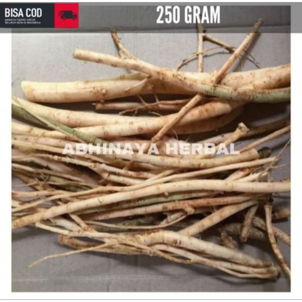 

AKAR PEPAYA SEGAR/AKAR GANDUL GEDANG 250gram