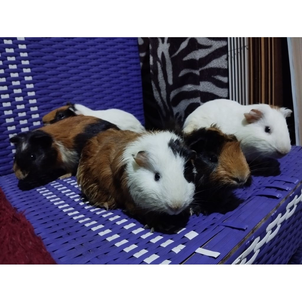 Indukan Dewasa Marmut Lokal Guinea Pig Local