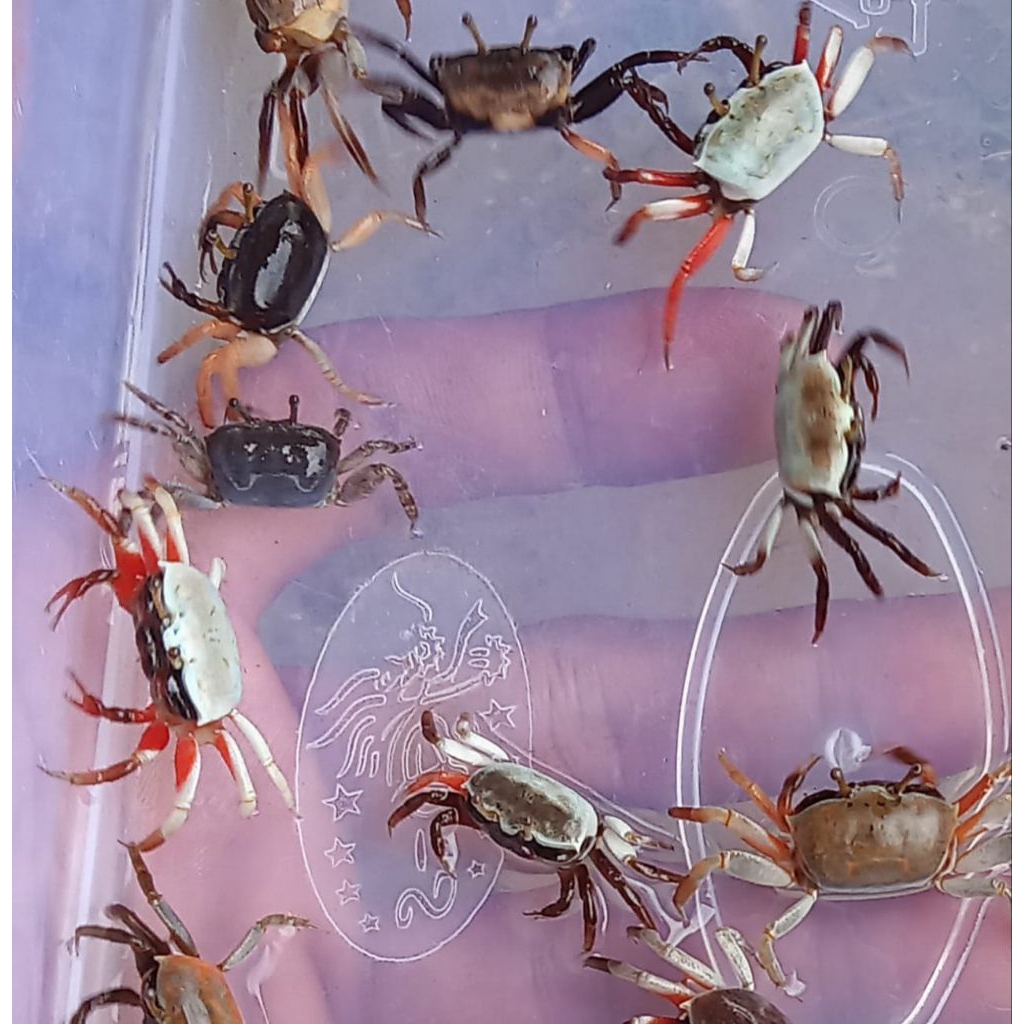 

kepiting lucu unik kepiting mini kepiting hias