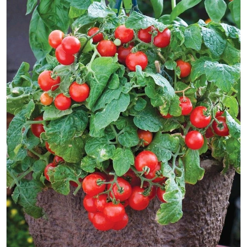 10 Biji Benih Tomato Red Robin Cherry Dwarf Tomat Ceri Merah Seeds