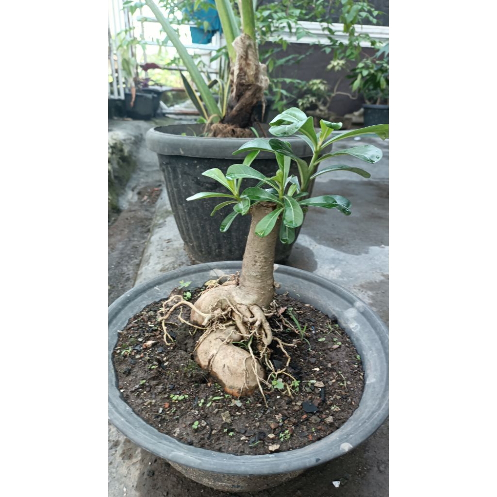 bonsai kamboja
