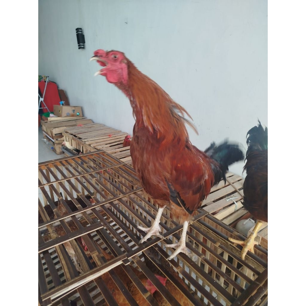 AYAM JANTAN JAGO KAMPUNG UNGGUL KUB