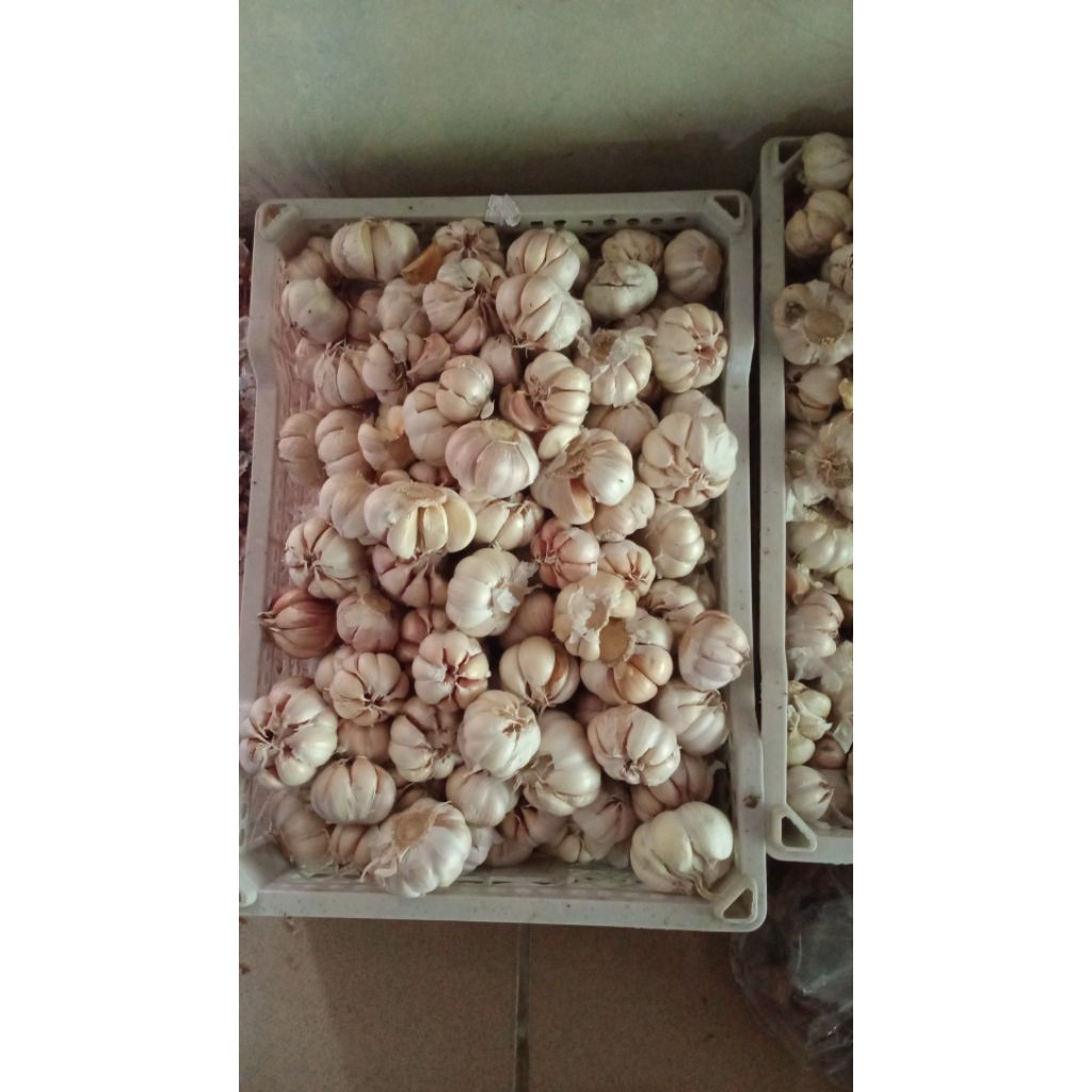 

bawang putih
