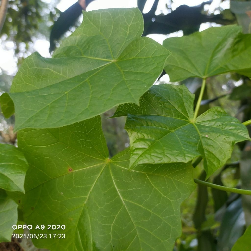 

Daun jarak