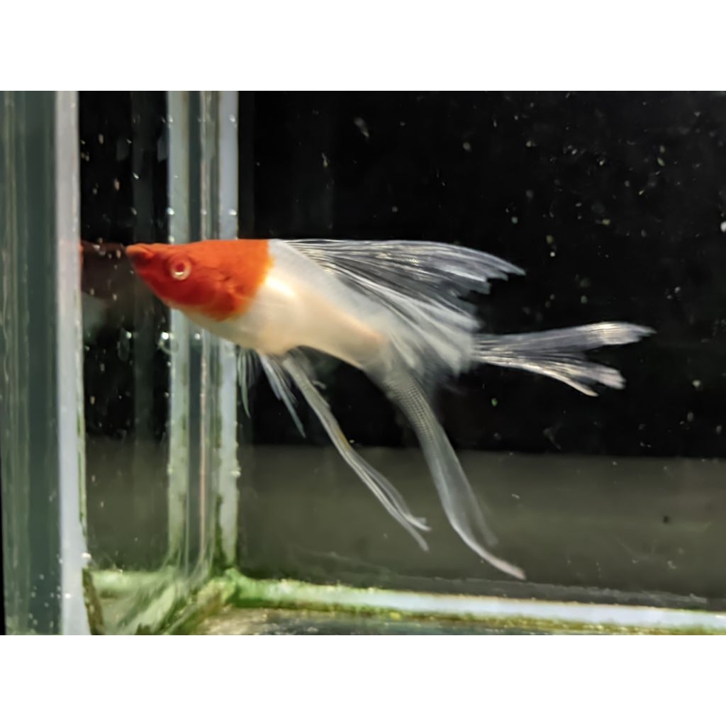 kohaku lyretail aksesoris aquarium