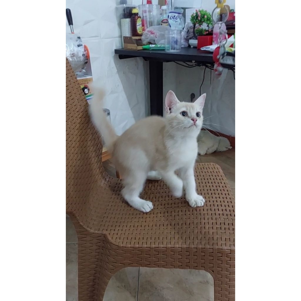 Anak kucing BSH mix