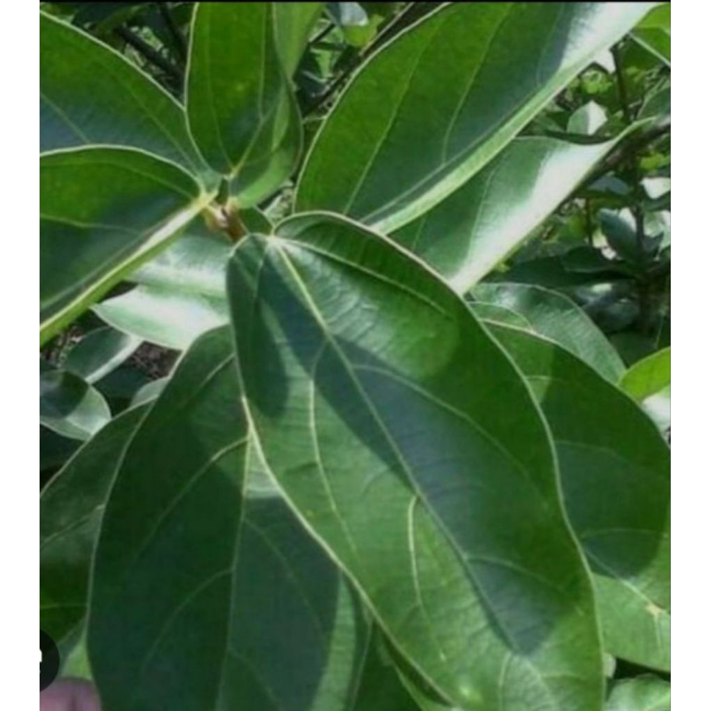 

Jual daun cincaw hijau segar petik langsung dari pohonnya 500 g